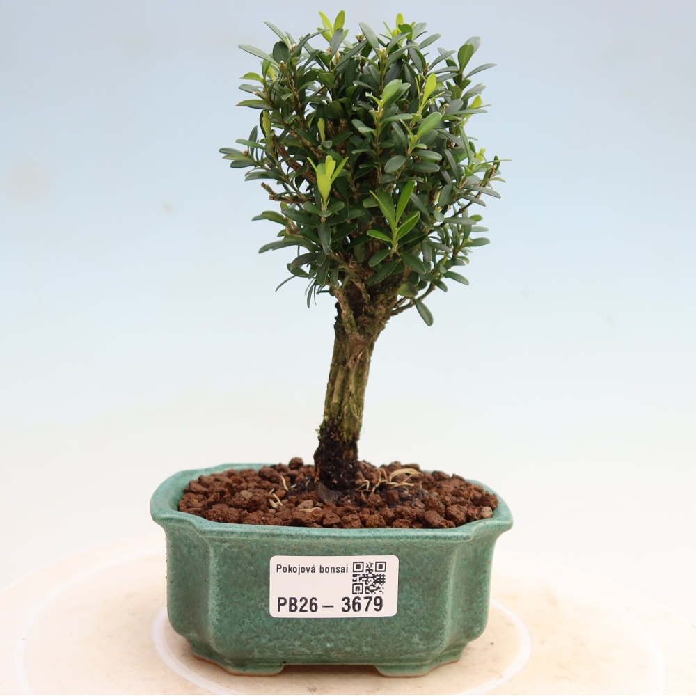 Pokojová bonsai - Buxus harlandii -korkový buxus