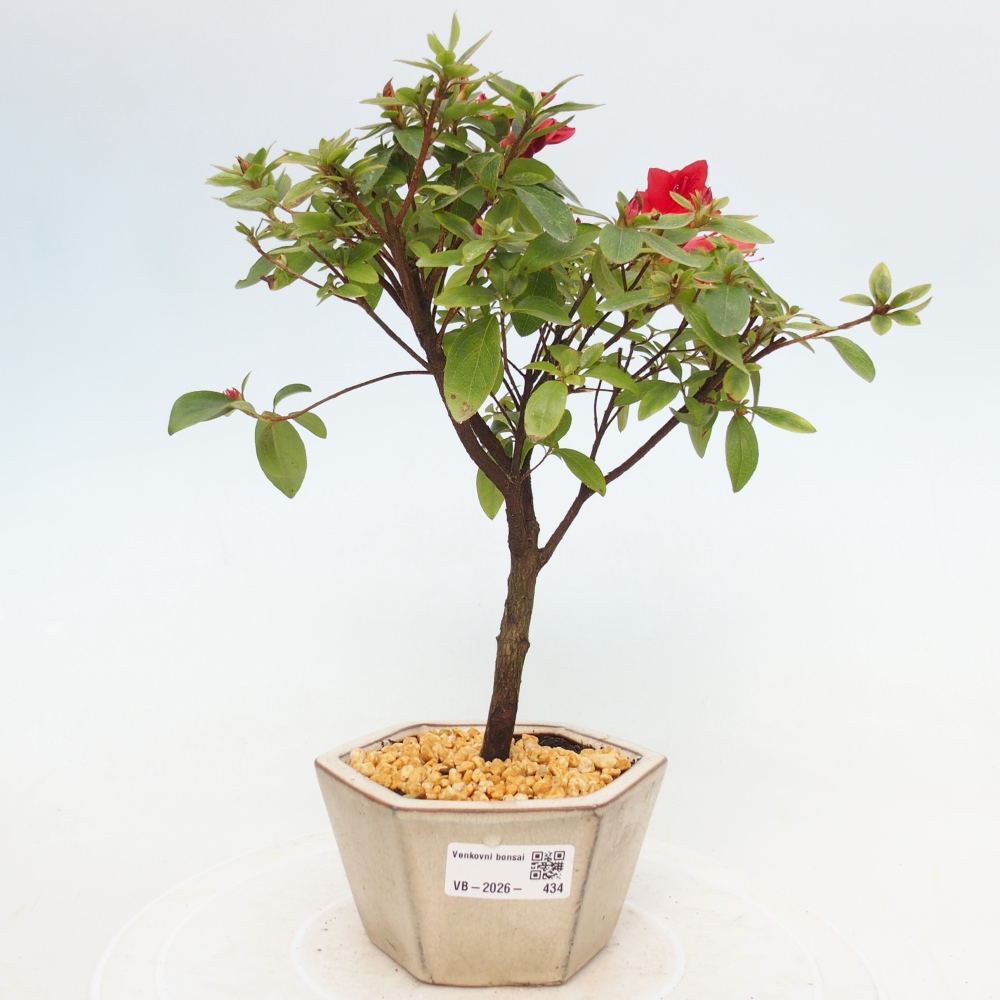 Venkovní bonsai - Japonská azalka - Azalea sp.