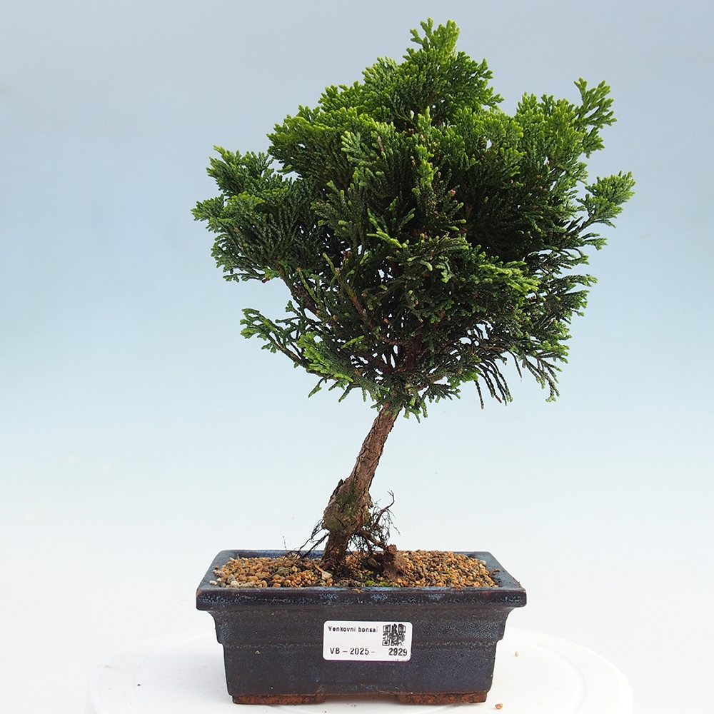 Venkovní bonsai - Cham.pis obtusa Nana Gracilis - Cypřišek