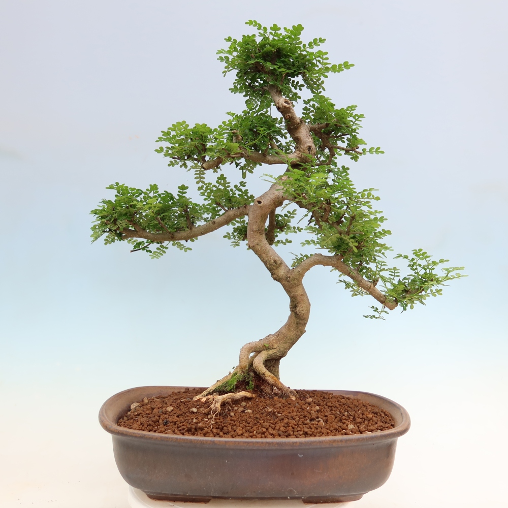 Pokojová bonsai - Zantoxylum piperitum - pepřovník