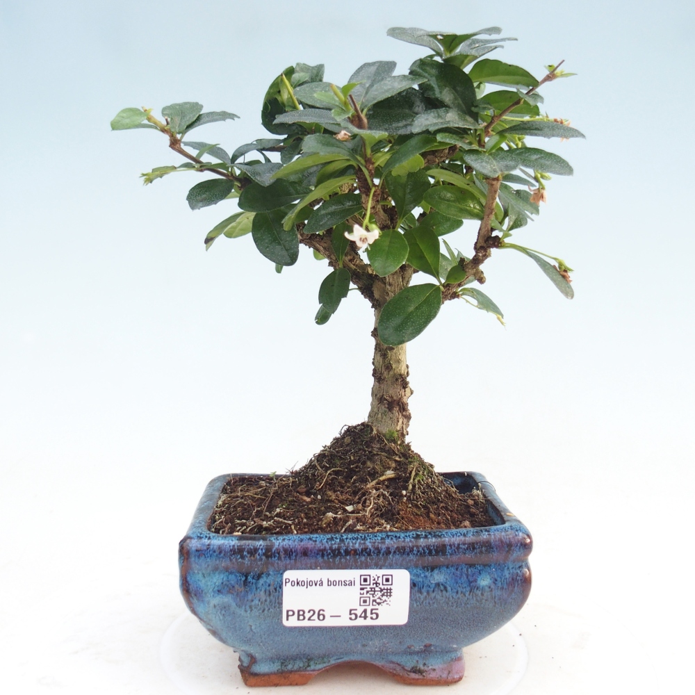Pokojová bonsai - Carmona macrophylla - Čaj fuki