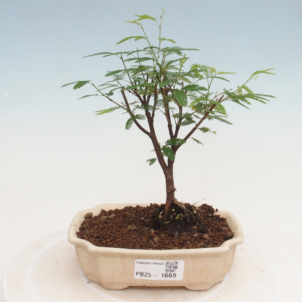 Pokojová bonsai-Calliandra surinamensis Dixie Pink - Kaliandra Suriámská