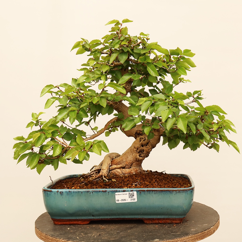 Venkovní bonsai -Carpinus Coreana - Habr korejský