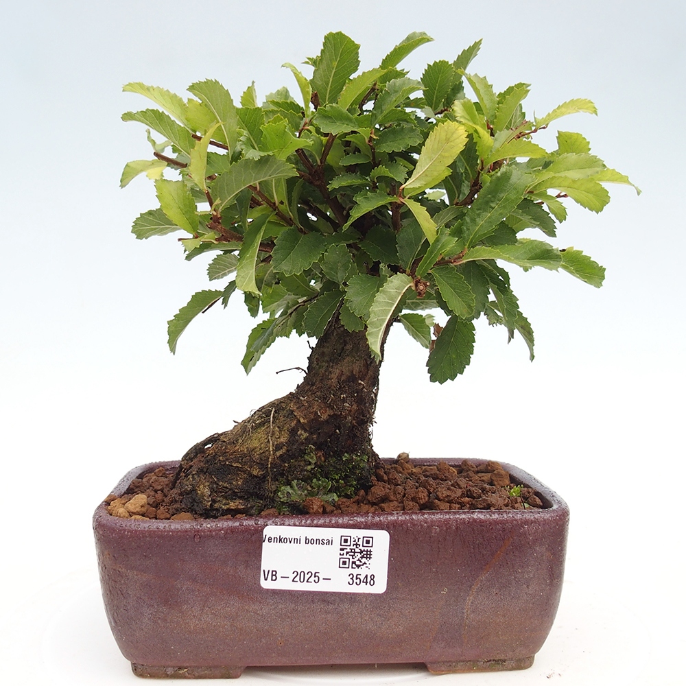 Venkovní bonsai - Zelkova - Zelkova NIRE