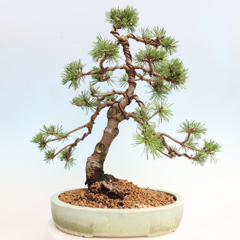 Venkovní bonsai - Pinus mugo Humpy  - Borovice kleč