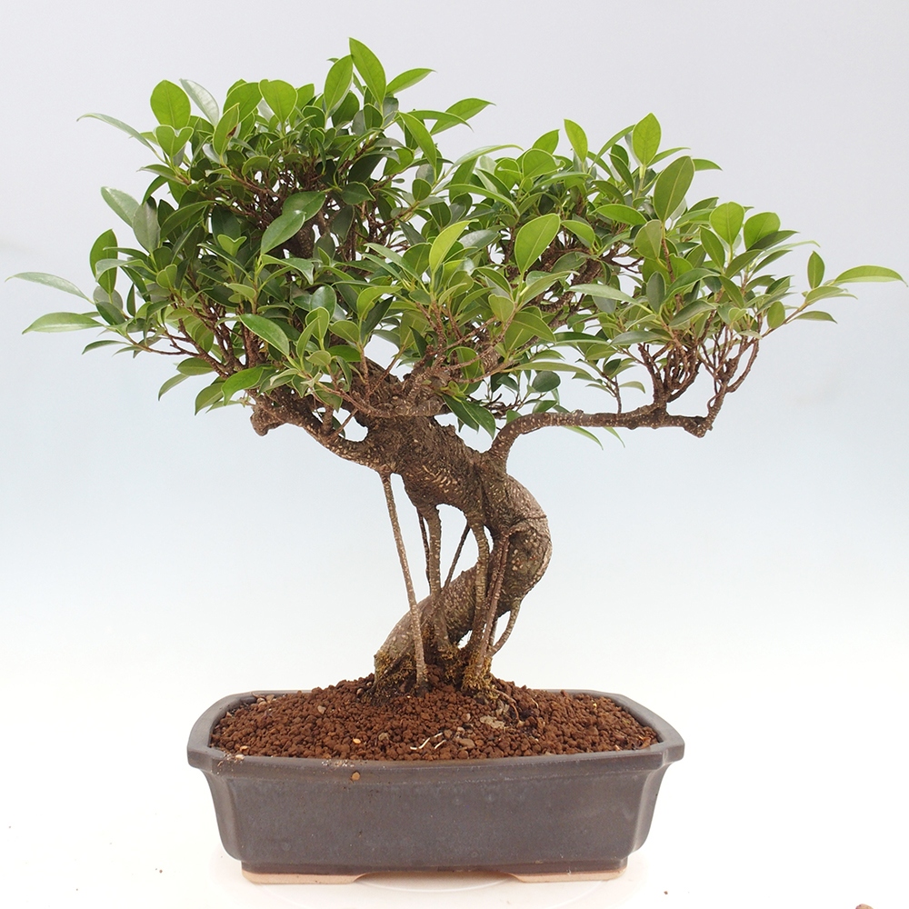 Pokojová bonsai - Ficus kimmen -  malolistý fíkus
