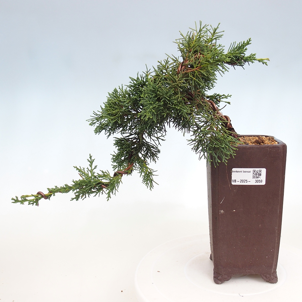 Venkovní bonsai - Juniperus chinensis Kishu -Jalovec čínský