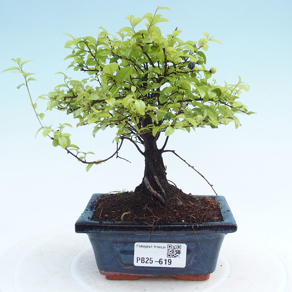 Pokojová bonsai - Sagerécie thea - Sagerécie thea
