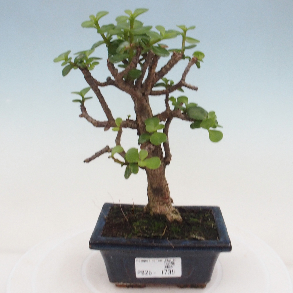 Pokojová bonsai - Portulakaria Afra - Tlustice