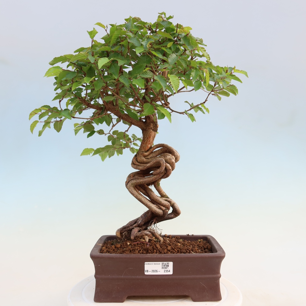 Venkovní bonsai -Carpinus coreana - Habr korejský