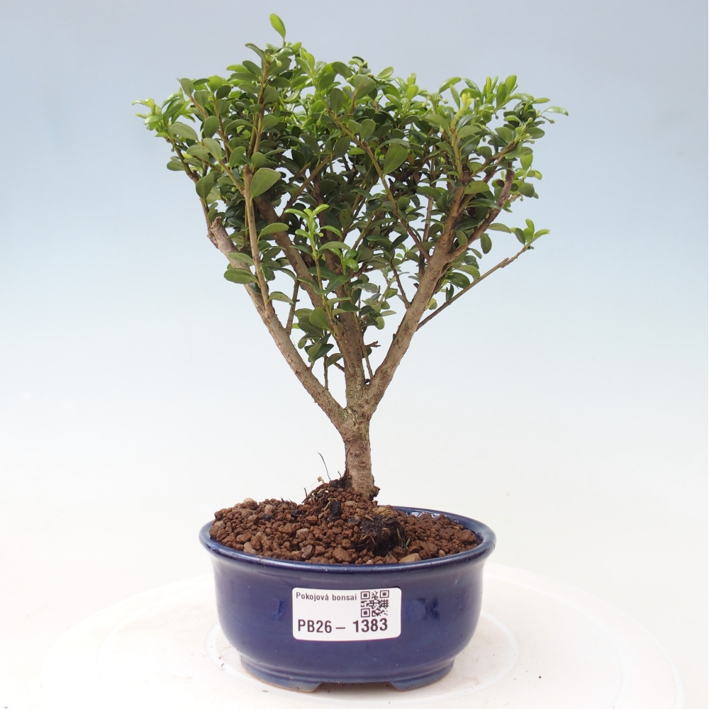 Pokojová bonsai - Ilex crenata - Cesmína
