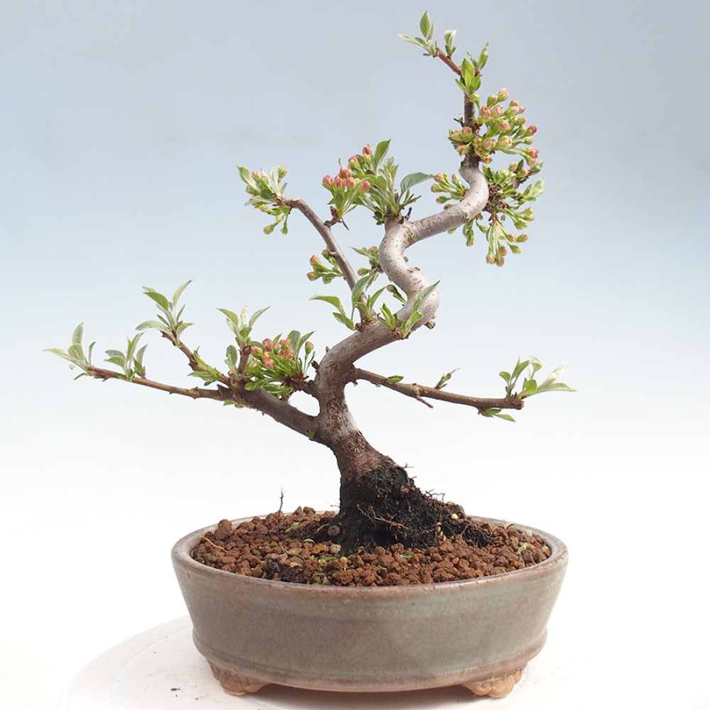 Venkovní bonsai - Malus sargentii -  Maloplodá jabloň