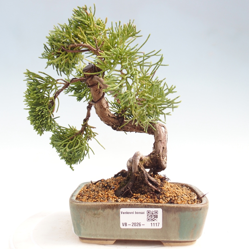 Venkovní bonsai - Juniperus chinensis Kishu -Jalovec čínský