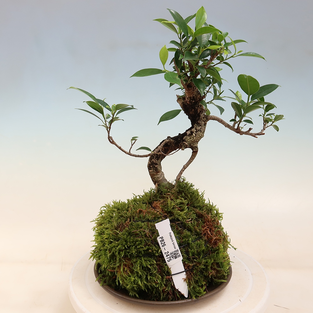 Kokedama s podmiskou - malolistý ficus - Ficus kimmen