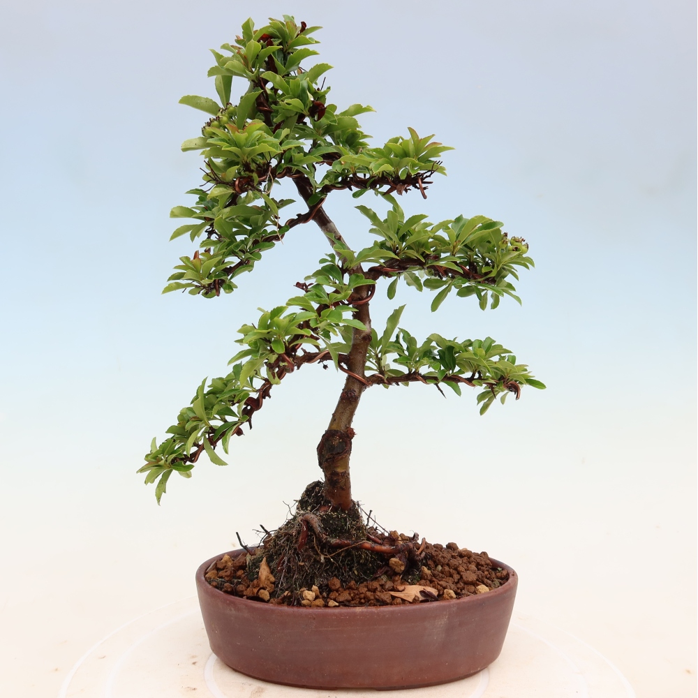 Venkovní bonsai - Pyracantha teton - Hlohyně šarlatová