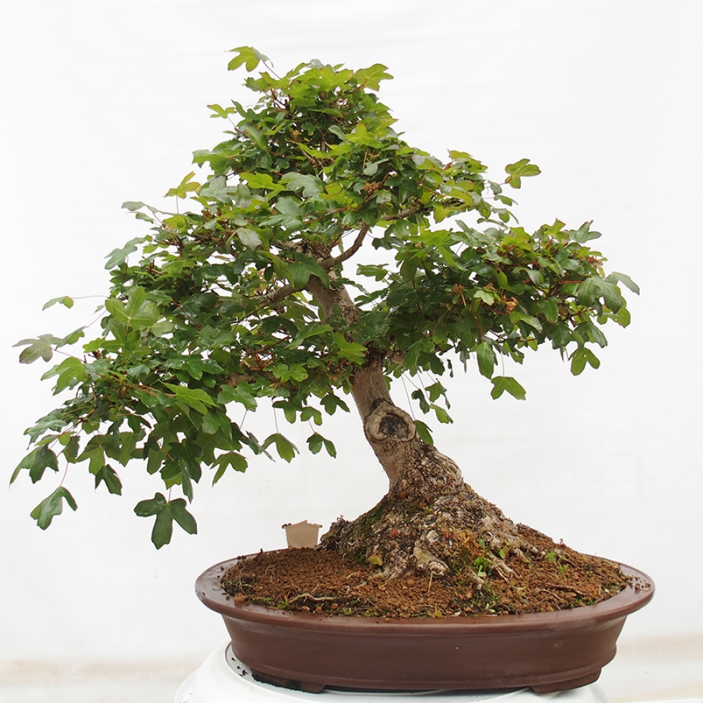 Venkovní bonsai - Javor Francouzský - Acer Nonspessulanum