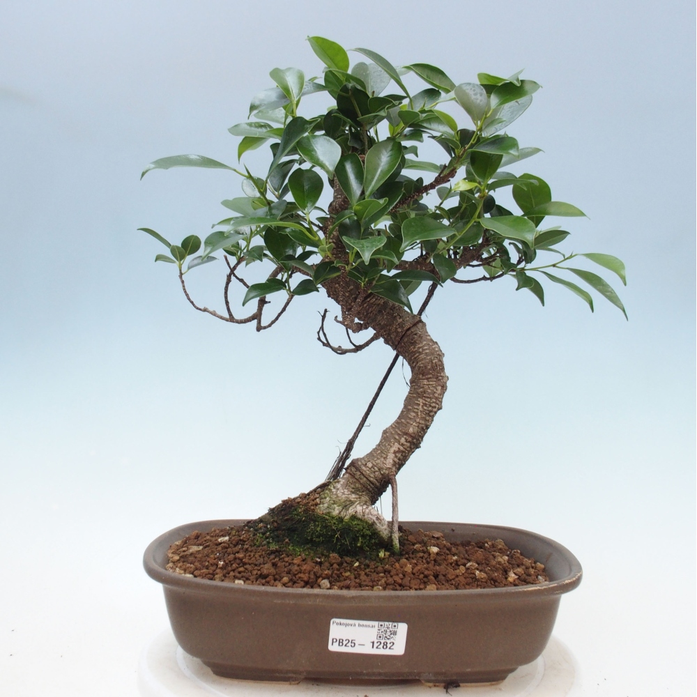 Pokojová bonsai - Ficus kimmen -  malolistý fíkus
