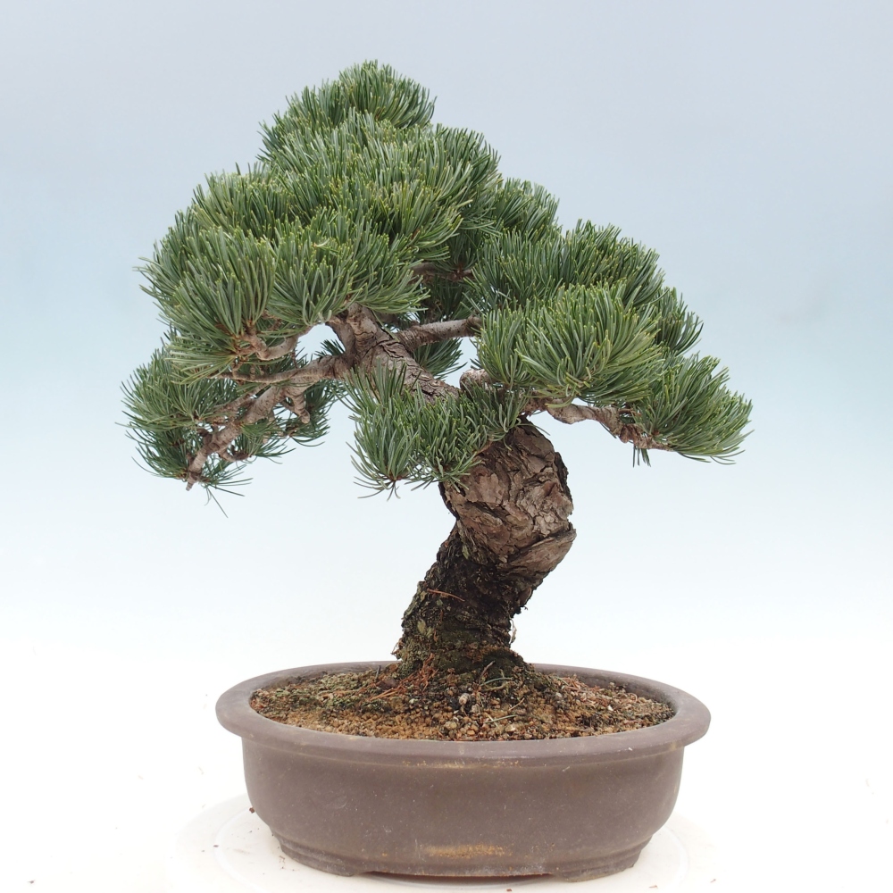Venkovní bonsai - Pinus parviflora - Borovice drobnokvětá