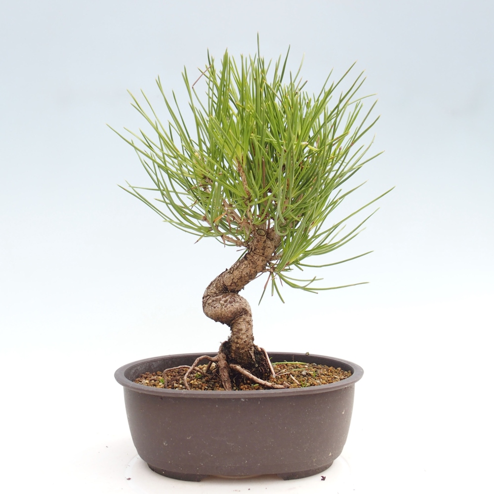 Venkovní bonsai - Pinus thunbergii - Borovice thunbergova