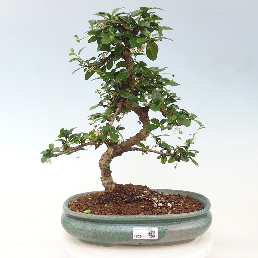 Pokojová bonsai - Carmona macrophylla - Čaj fuki