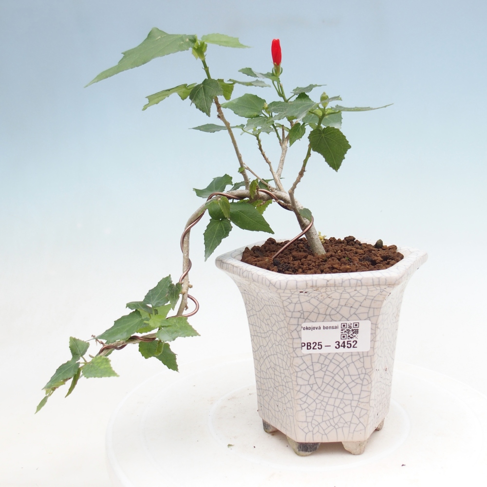 Pokojová bonsai - Malvaviscus arboreus - ibiškovec dřevnatý