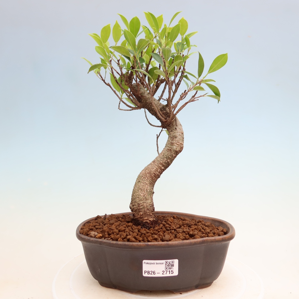 Pokojová bonsai - Ficus kimmen -  malolistý fíkus