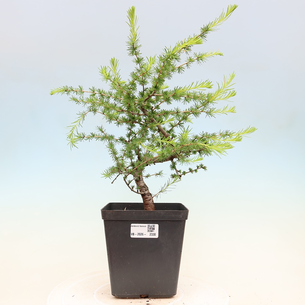 Venkovní bonsai -Larix decidua - Modřín opadavý 