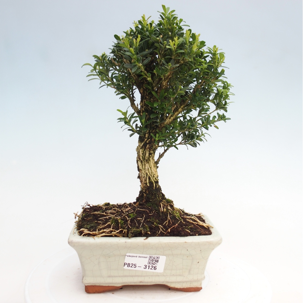 Pokojová bonsai - Buxus harlandii -korkový buxus