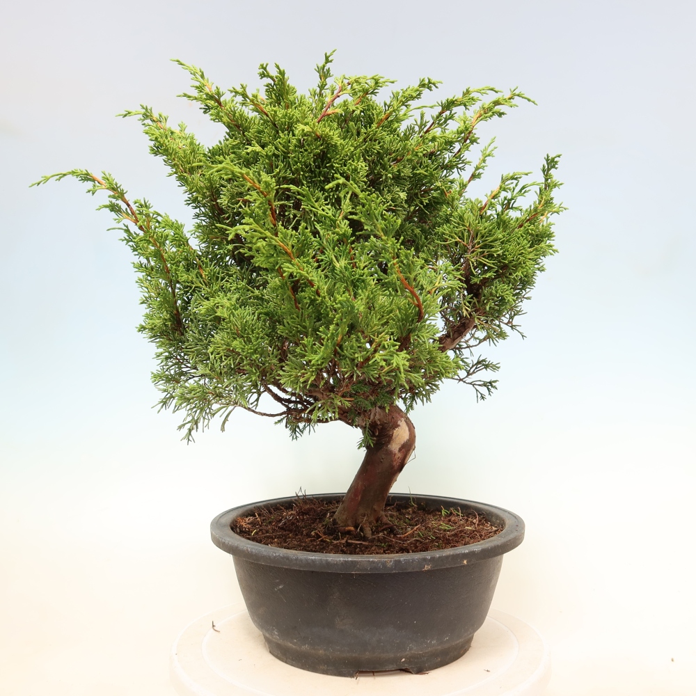 Venkovní bonsai - Juniperus chinensis Itoigawa-Jalovec čínský