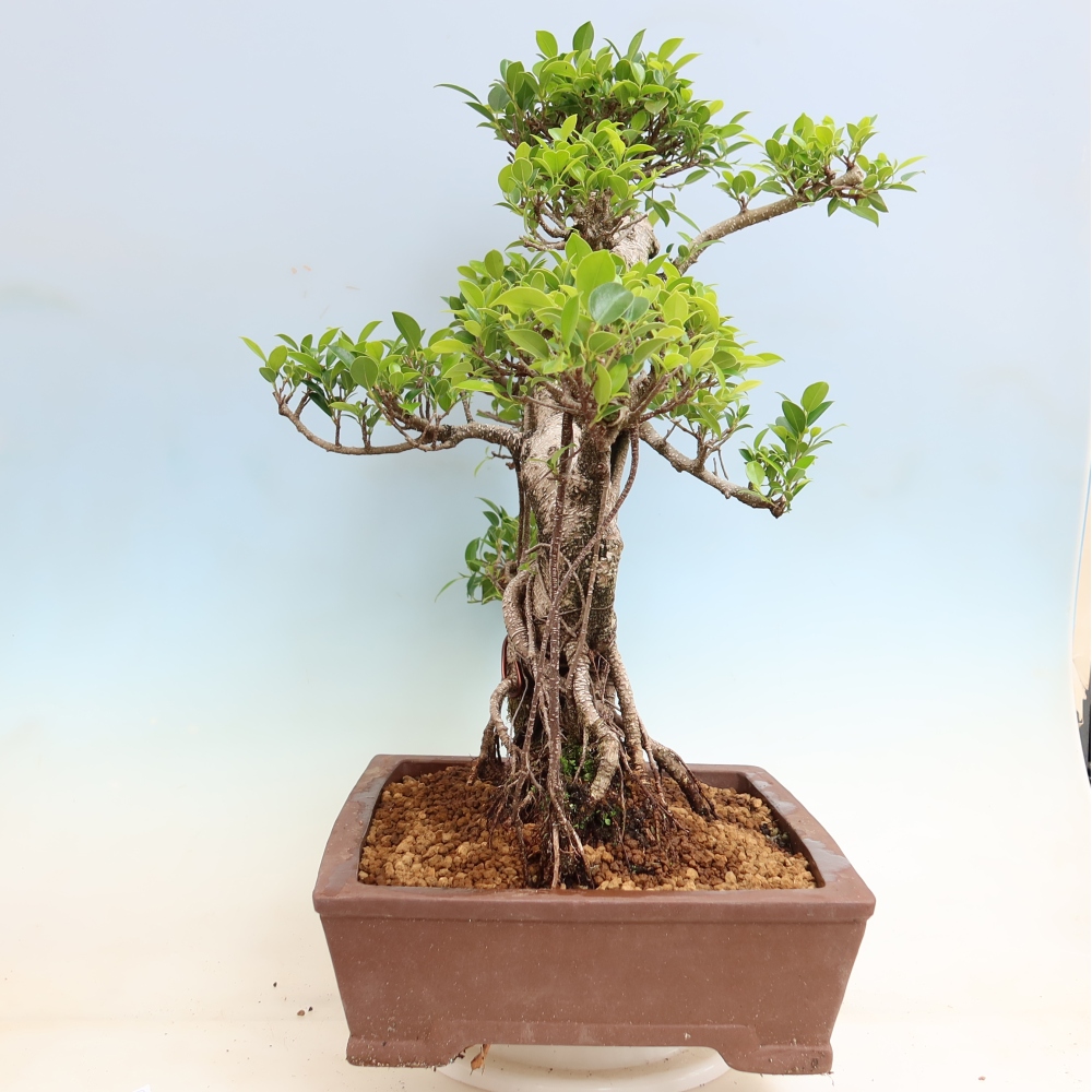 Pokojová bonsai - Ficus kimmen -  malolistý fíkus
