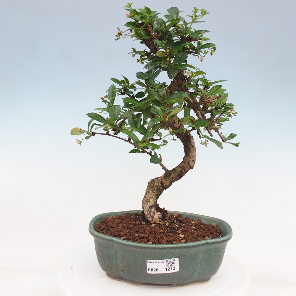Pokojová bonsai - Carmona macrophylla - Čaj fuki