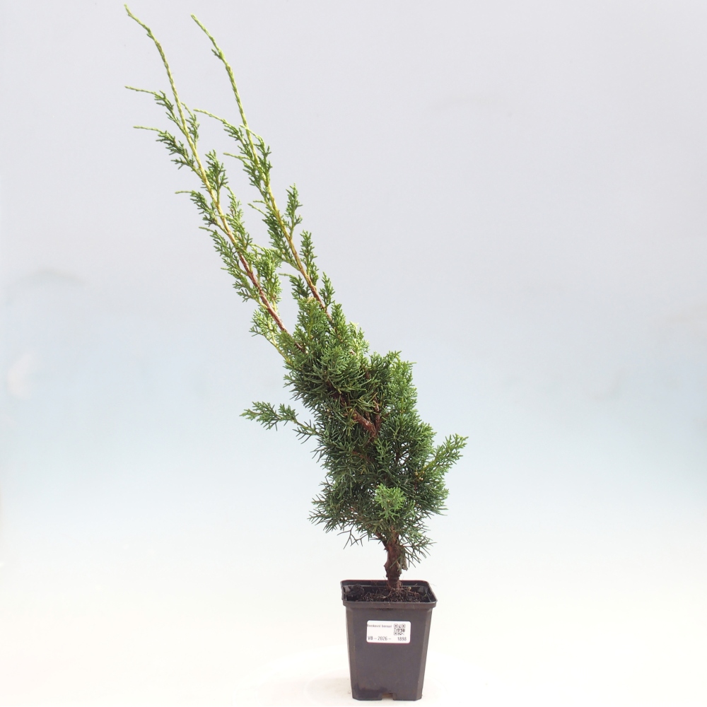 Venkovní bonsai - Juniperus chinensis Kishu -Jalovec čínský