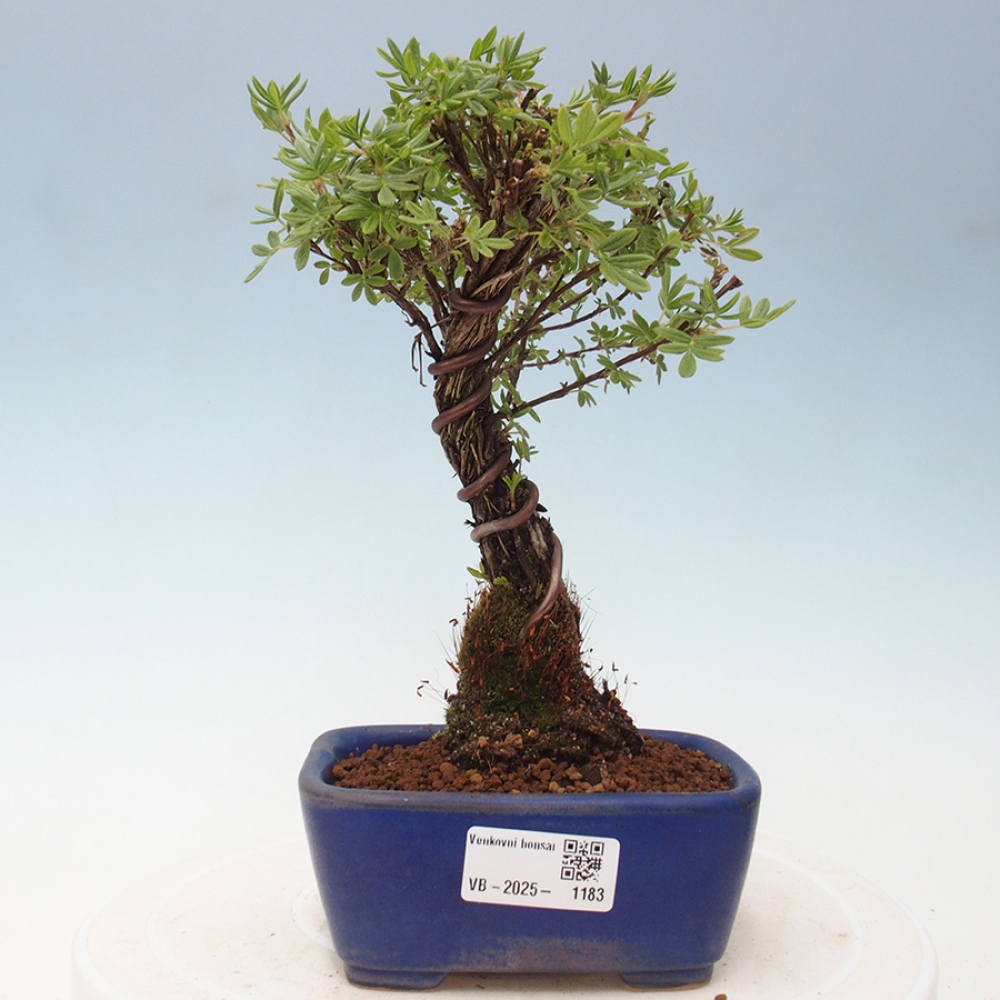 Venkovní bonsai-Mochna křovitá - potentila fruticosa yellow Bird