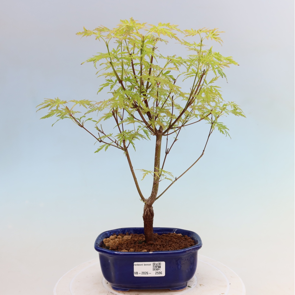 Venkovní bonsai - Acer palmatum Dissectum - Javor dlanitolistý 