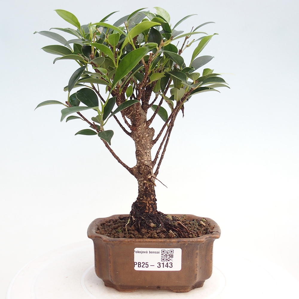 Pokojová bonsai Ficus retusa kimmen