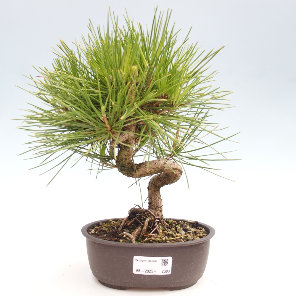 Venkovní bonsai - Pinus thunbergii - Borovice thunbergova