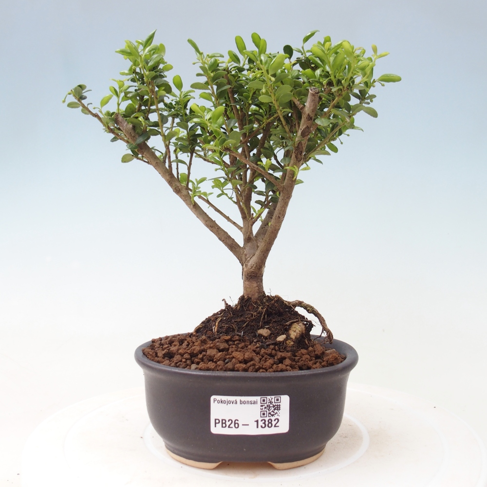 Pokojová bonsai - Ilex crenata - Cesmína