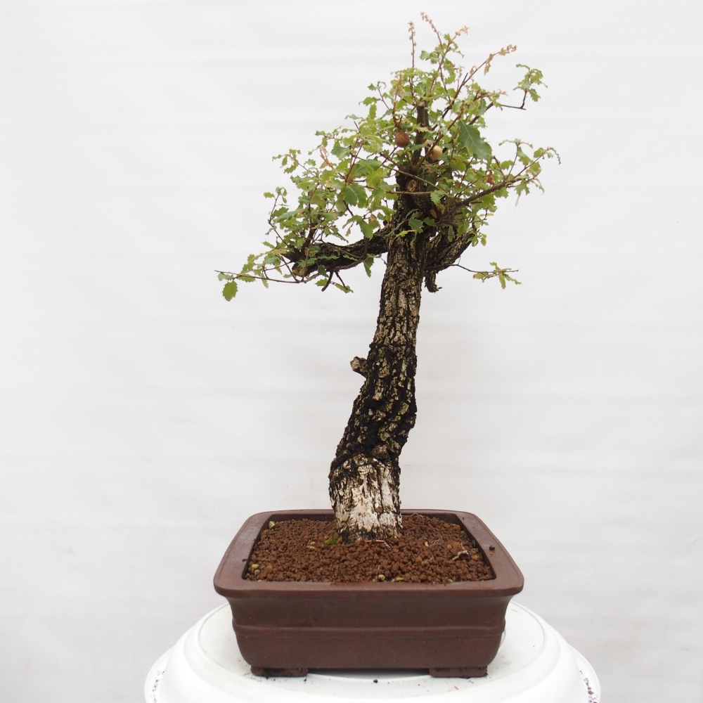 Yamadori - Quercus Ilex -Dub cesmínovitý