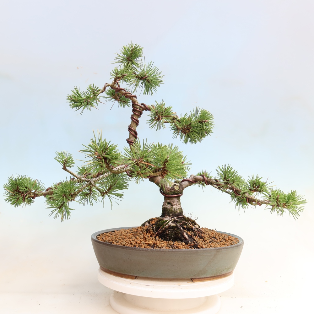 Venkovní bonsai - Pinus mugo Humpy  - Borovice kleč