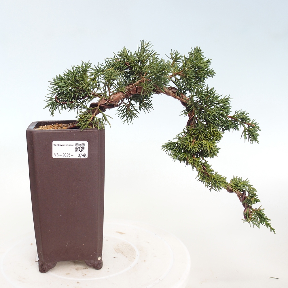 Venkovní bonsai - Juniperus chinensis Kishu -Jalovec čínský