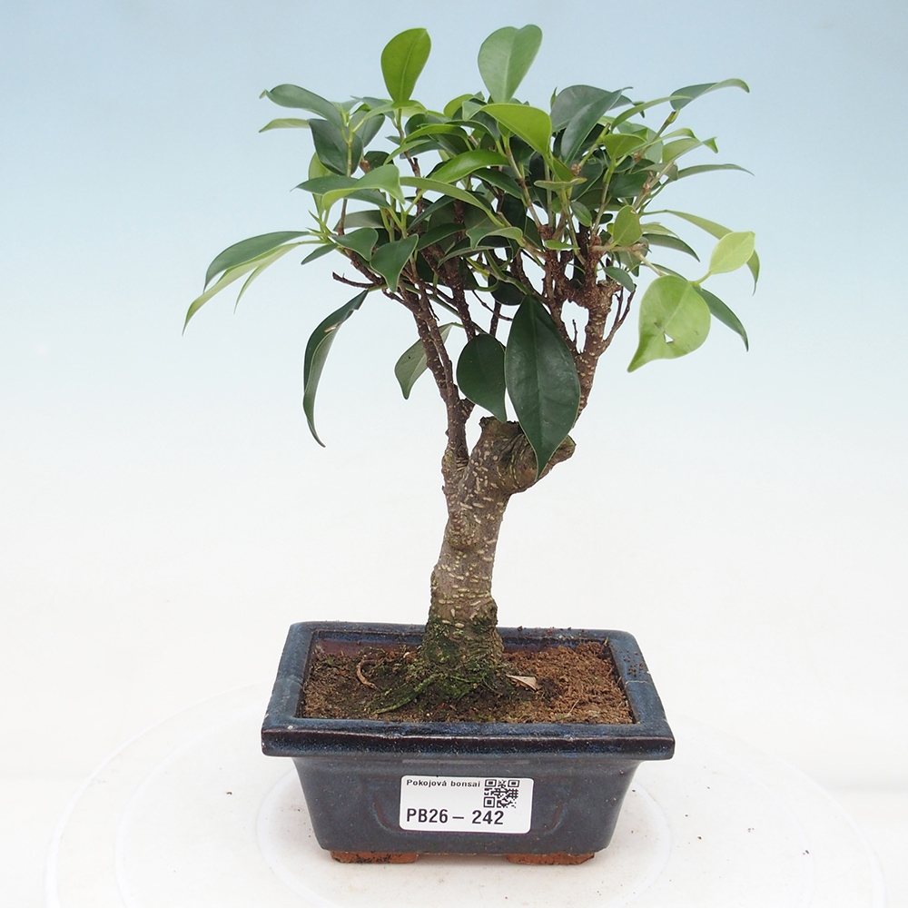 Pokojová bonsai Ficus retusa kimmen