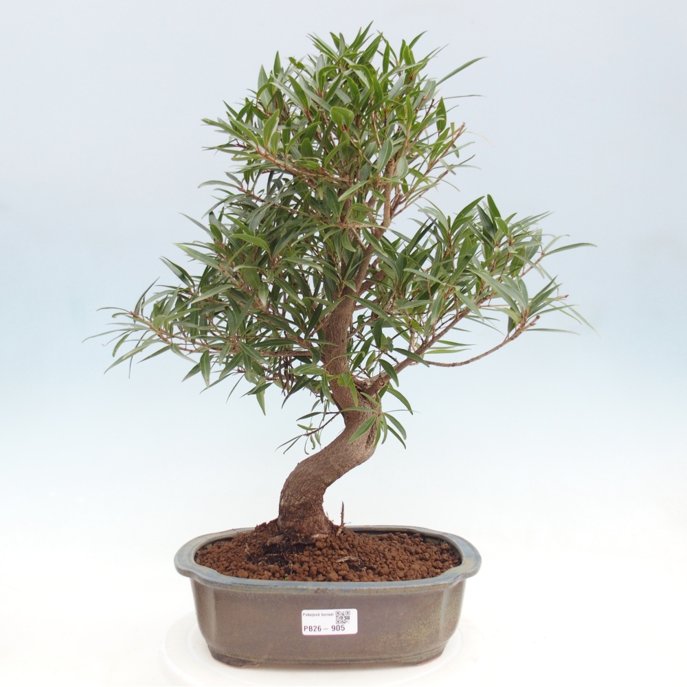 Pokojová bonsai - Ficus nerifolia -  malolistý fíkus