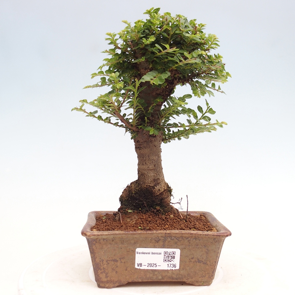 Venkovní bonsai - Ulmus parvifolia Hokkaido - jilm Činski