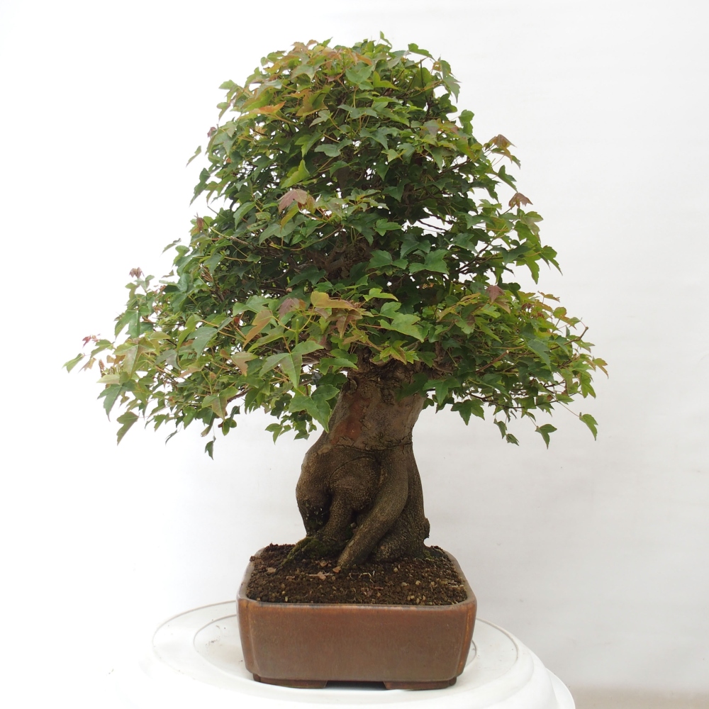 Venkovní bonsai - Acer Buergerianum - Javor Burgerův