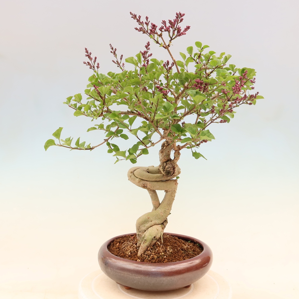Venkovní  bonsai -  Syringa microphylla - malokvětý šeřík
