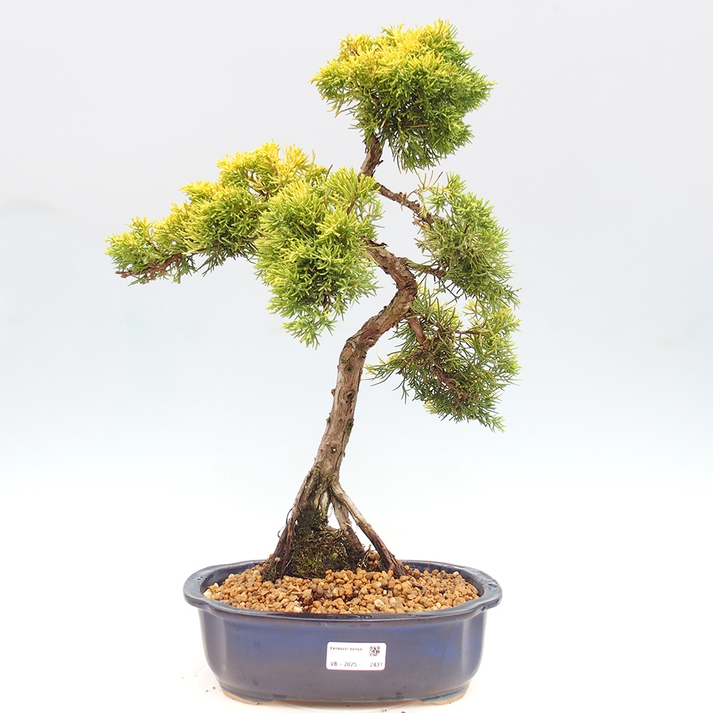 Venkovní bonsai - Juniperus chinensis plumosa aurea - Jalovec čínský zlatý