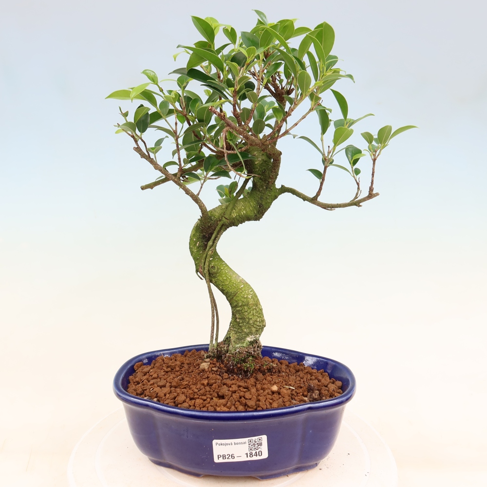 Pokojová bonsai - Ficus retusa -  malolistý fíkus