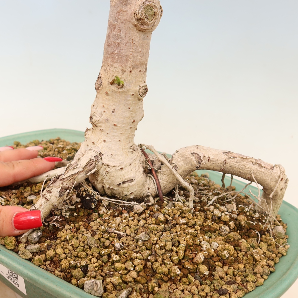Pokojová bonsai - Hibiscus tiliaceus - Ibišek lípovitý, morský