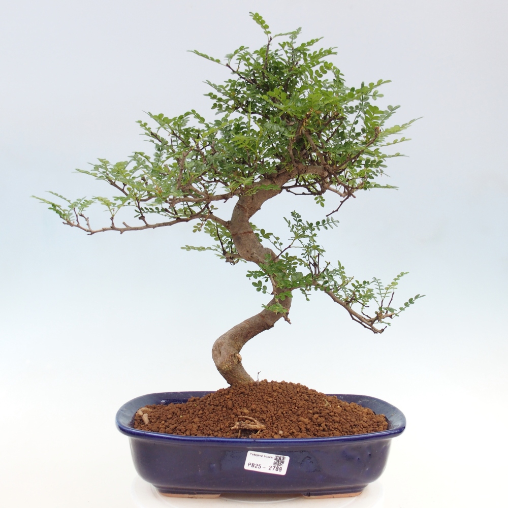 Pokojová bonsai - Zantoxylum piperitum - pepřovník