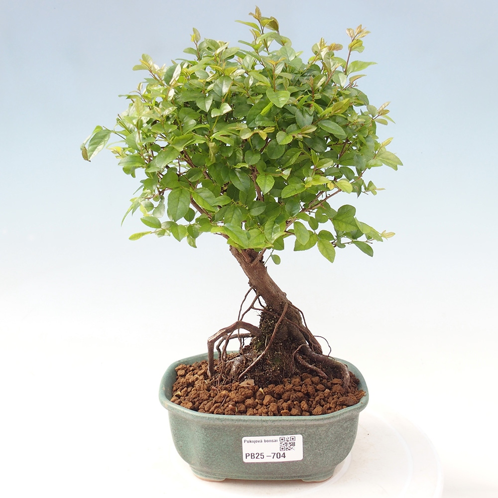 Pokojová bonsai - Sagerécie thea - Sagerécie thea